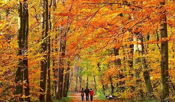 foliage, new england, autumn, fall, trees, pathway, walking