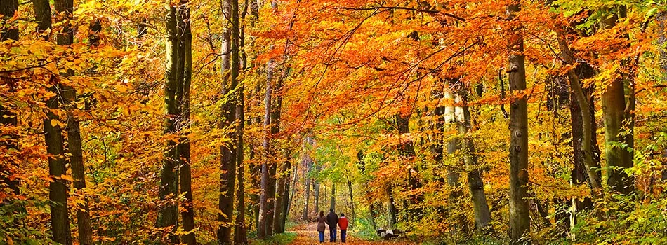foliage, new england, autumn, fall, trees, pathway, walking