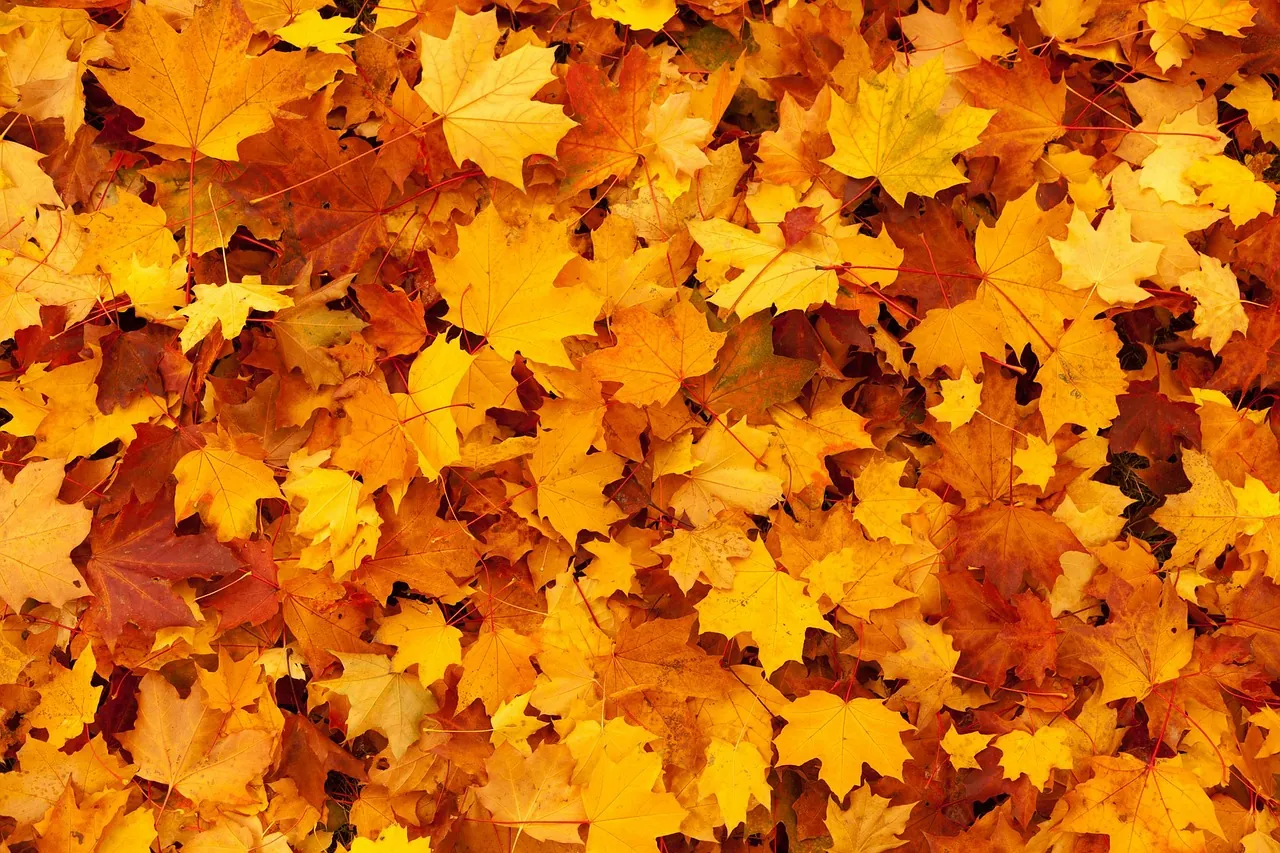 Fall at The Mountain Club